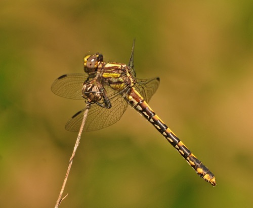 Female
14 May 2013
Oconee, SC  Rabun, GA